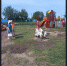 Комарье и Суздалка - в процессе реализации государственной поддержки - Доволенский район